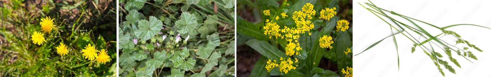 Some of the hardest weeds to identify in the study (from l to r): autumn hawkbit, dwarf mallow, wormseed wallflower, and cockspur grass