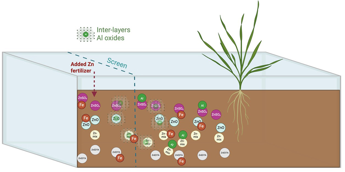 Illustration showing how different Zn fertilizers behave in neutral soil. Zinc sulfate and chelated Zn move farther from the application point and remain more available in the soil solution, whereas Zn oxide and mixed formulations quickly associate with soil minerals, such as iron and aluminum oxides, limiting zinc movement and availability to plants. Illustration courtesy of Sevendeep K. Chahal, Kansas State University.