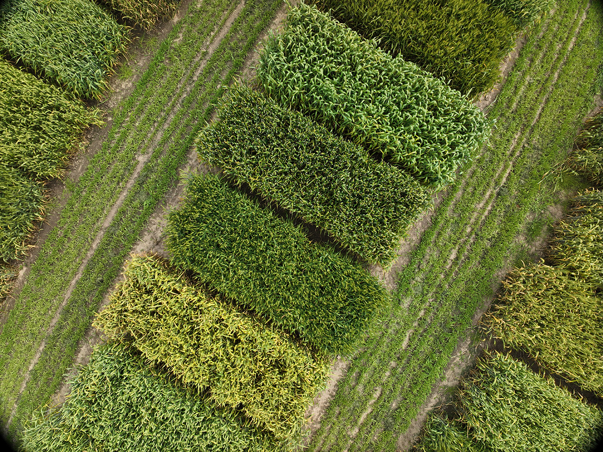 Drone image of yield plots at the Elora Research Station, Elora, ON, Canada. 