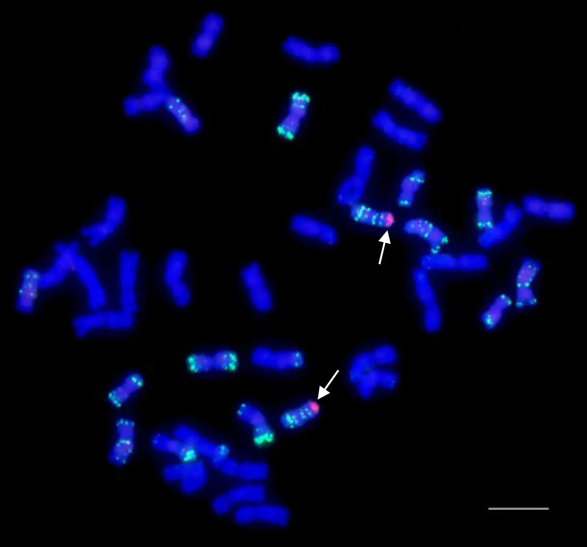 Fluorescence in situ hybridization (FISH) image of wheat chromosomes revealing the location of wheatgrass chromosome segments (red, labeled with arrows) that impart resistance to wheat streak mosaic virus, Triticum mosaic virus, and stem rust race Ug99. Photo courtesy of Dr. Dal-Hoe Koo, Kansas State University.