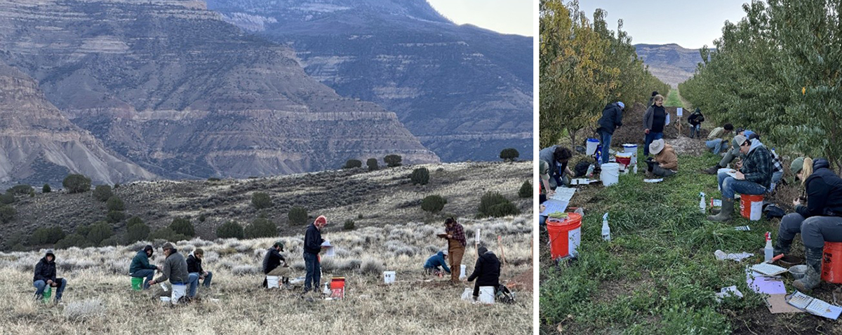 Contest day for the Region 7 Collegiate Soil Judging Competition that took place Oct. 23–25, 2025 at Talbott Farms in Palisade, CO. Participants examine soil profiles on a colluvial hill slope (left) and an alluvial stream terrace (right). Photo by Susan Melzer.