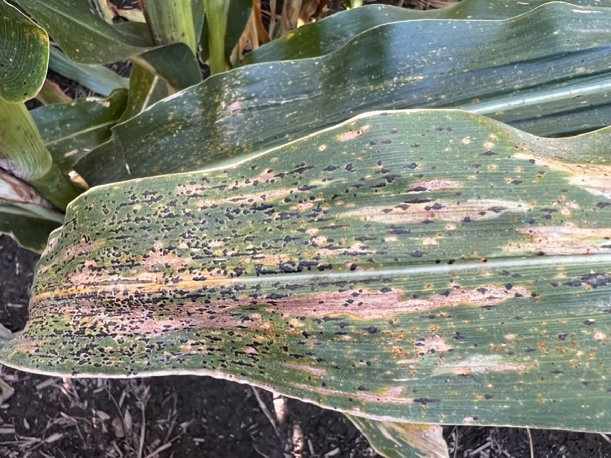 Tar spot lesions on a corn leaf. As the disease progresses, the black lesions will increase in size and coalesce. Photo taken on Aug. 31, 2021, at a field trial in Coldwater, MI. Photo courtesy of Harkirat Kaur.