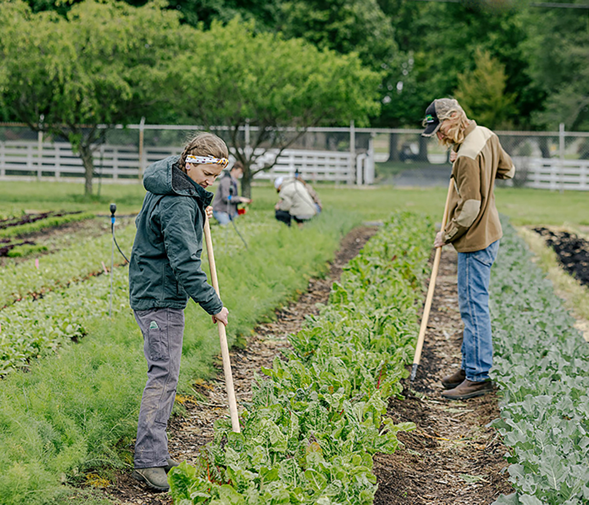 Photo courtesy of Flickr/Arkansas Agricultural Experiment Station (license: https://creativecommons.org/licenses/by/2.0/deed.en).
