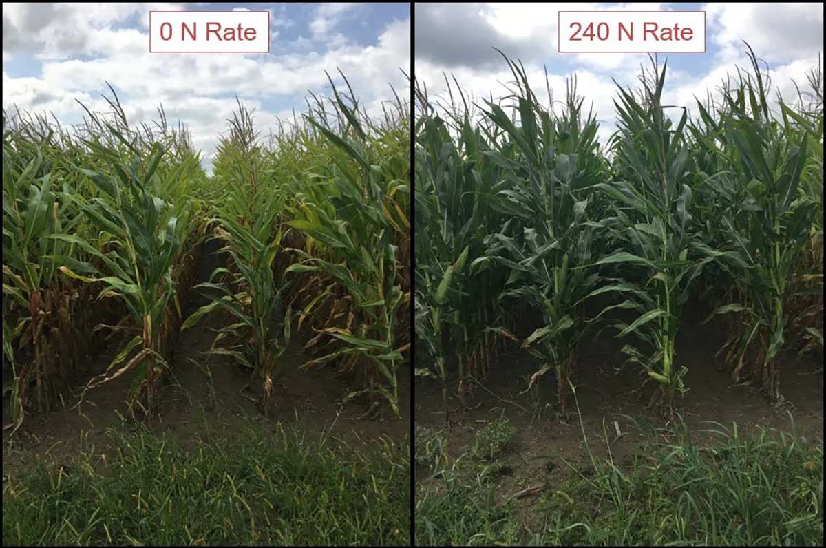 Corn response to different levels of nitrogen fertilizer. Photo courtesy of Greg LaBarge.