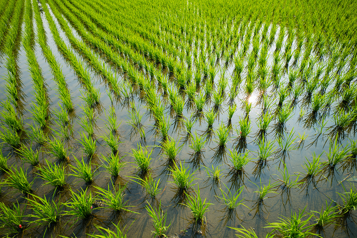Photo courtesy of Adobe Stock/Richie Chan.