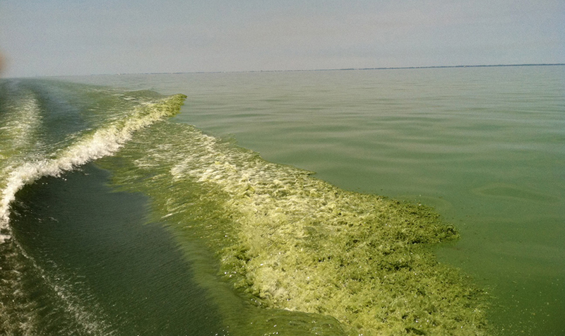 A harmful algae bloom in Lake Erie, pictured in 2011. Past dumping of dredged sediments from Lake Erie ports have exacerbated algae blooms. Vázquez-Ortega is studying novel and beneficial ways of reusing that sediment.
