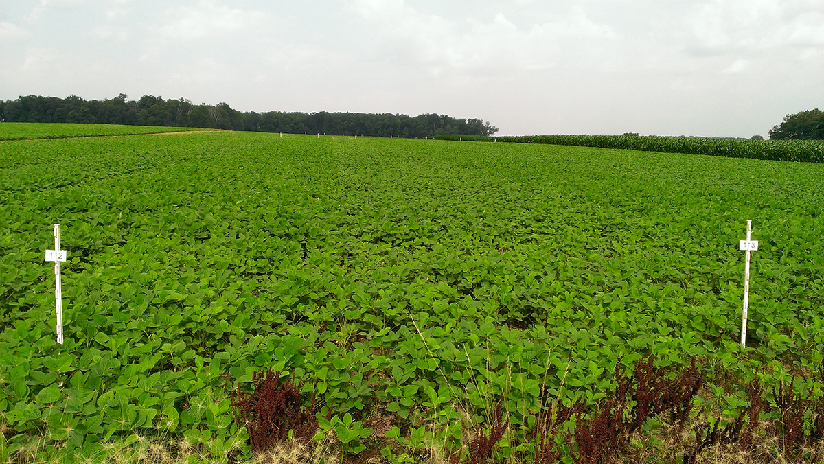 Soybean field plots at the Davis Purdue Ag Center in Farmland, IN, where gypsum and cover crops were implemented. Photo by Brenda Hofmann, USDA-ARS National Soil Erosion Research Laboratory. 