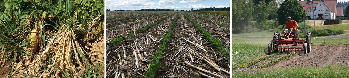Los enfoques sostenibles como los cultivos de cobertura, la labranza cero o mínima y la agricultura orgánica aumentan el secuestro de carbono.