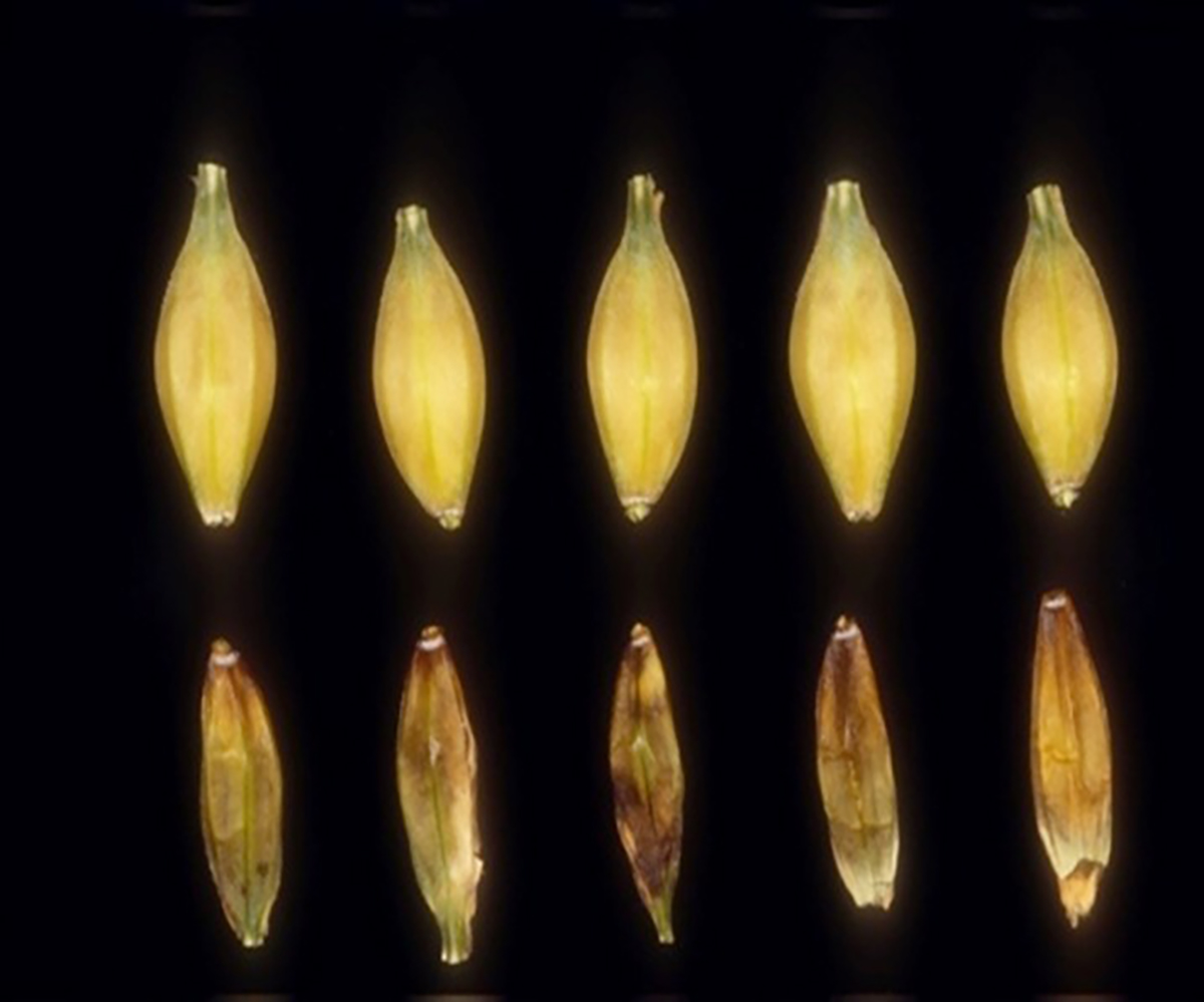 Healthy barley kernels (top) and kernels infected with Fusarium head blight. Photo courtesy of Brian Steffenson, University of Minnesota.