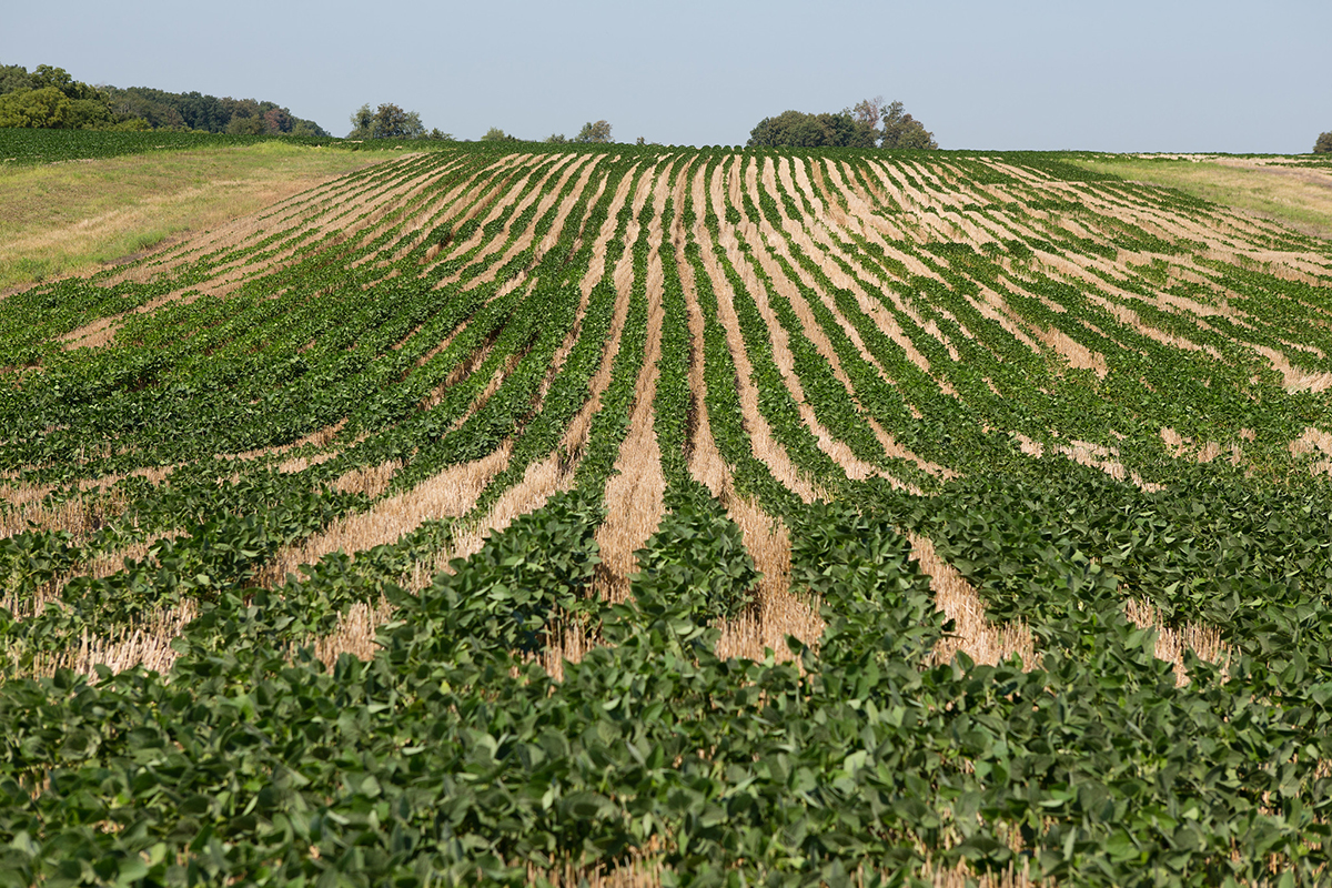 Photo courtesy of the United Soybean Board.