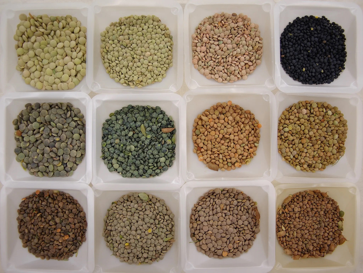 Some of the seed diversity found in lentil. Photo courtesy of Derek Michael Wright.