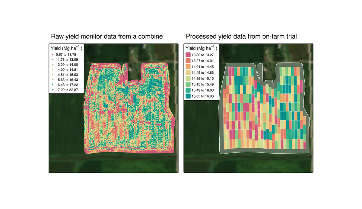 Comparison between raw yield data collected by a combine (left) and cleaned yield estimates for an on-farm trial (right). The white-shaded area in the cleaned map represents the experimental border. Image courtesy of Caio dos Santos and Data-Intensive Farm Management.