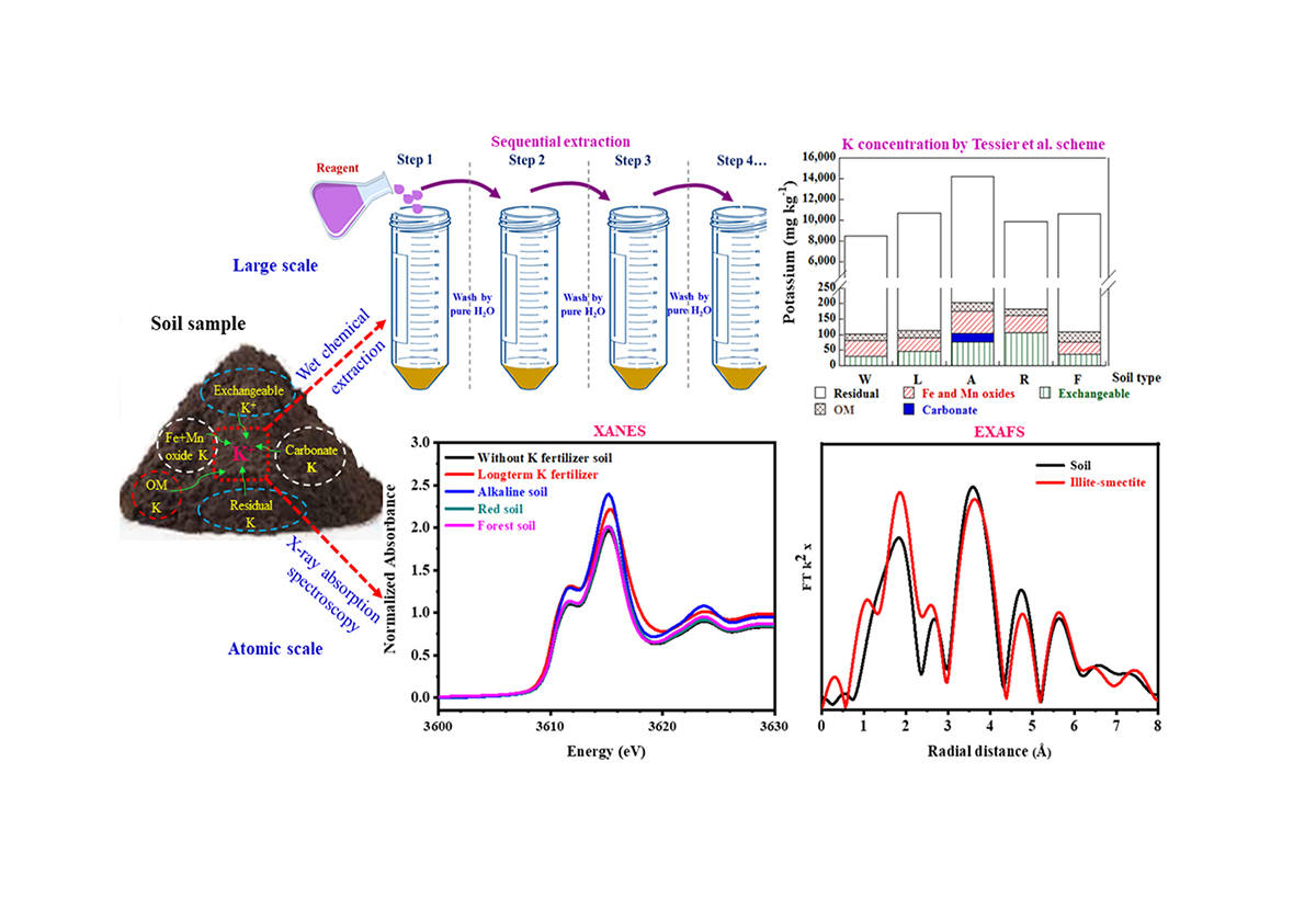 Synchrotron-based X-ray absorption spectroscopy reveals the molecular fingerprints of potassium in different soil types, helping researchers distinguish between "locked" mineral forms and plant-available nutrients. Photo courtesy of Yao-Tung Lin, National Chung Hsing University.