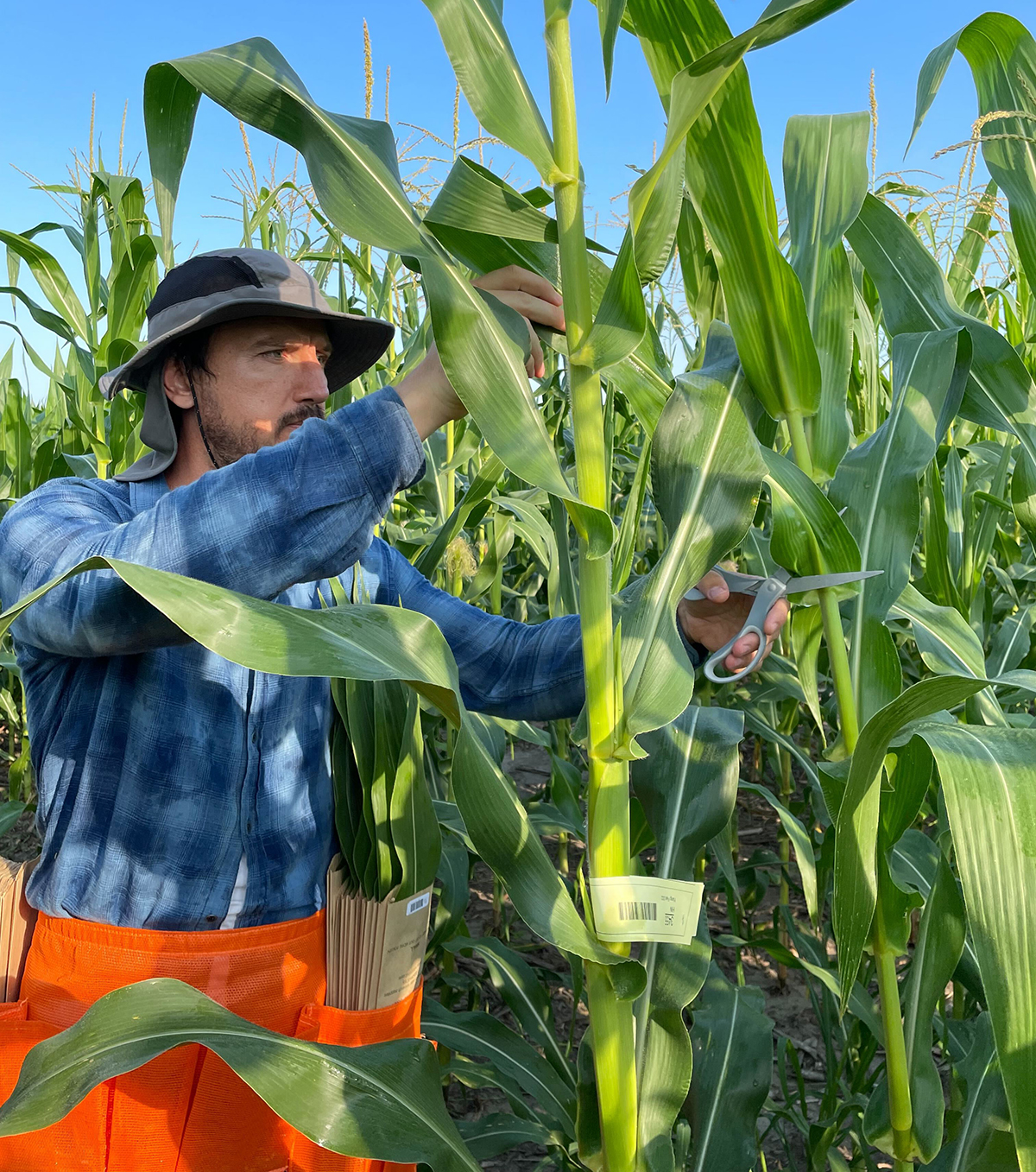 Photo courtesy of Schnable Lab, University of Nebraska and originally submitted with this article: https://bit.ly/40uhSb8.  