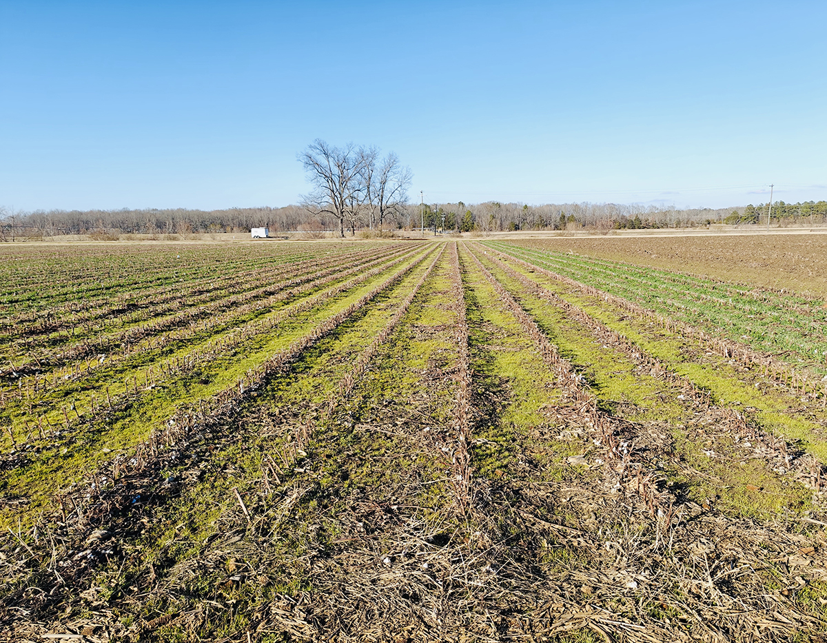 Winter cover crops growing in a cotton–corn rotation system at the R. R. Foil Plant Science Research Center in Starkville, MS. Photo courtesy of Wei Dai, postdoctoral research associate and first author on the study.