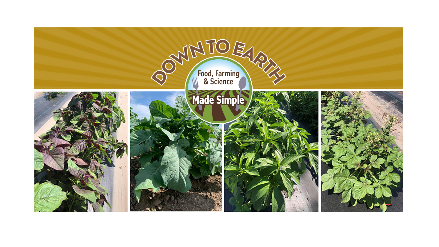 Researchers from the University of Minnesota are connecting with African community members to bring better African produce to the North Star State. From left to right: Amaranth, Ethiopian mustard, jute mallow, and spiderwisp. Vegetable photos originally from Figure 2 in Stoll et al. (2025).