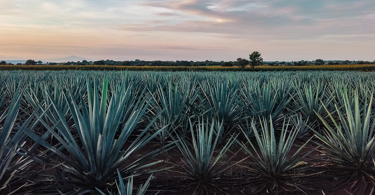 Photo courtesy of Adobe Stock/Emmanuel Lozano.