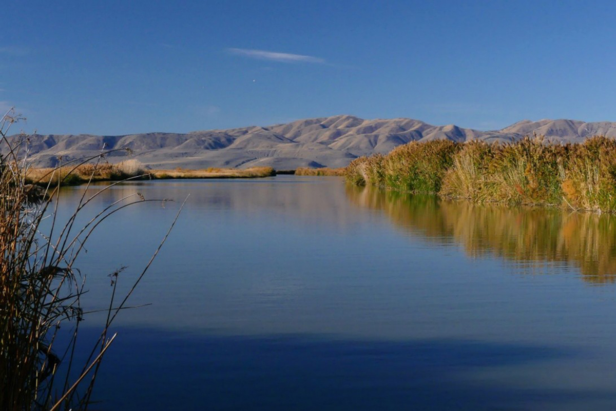 The Bear River Migratory Bird Refuge was the first stop on ASA's Land Management and Conservation Section tour during CANVAS 2025. Photo by Ray Weil.