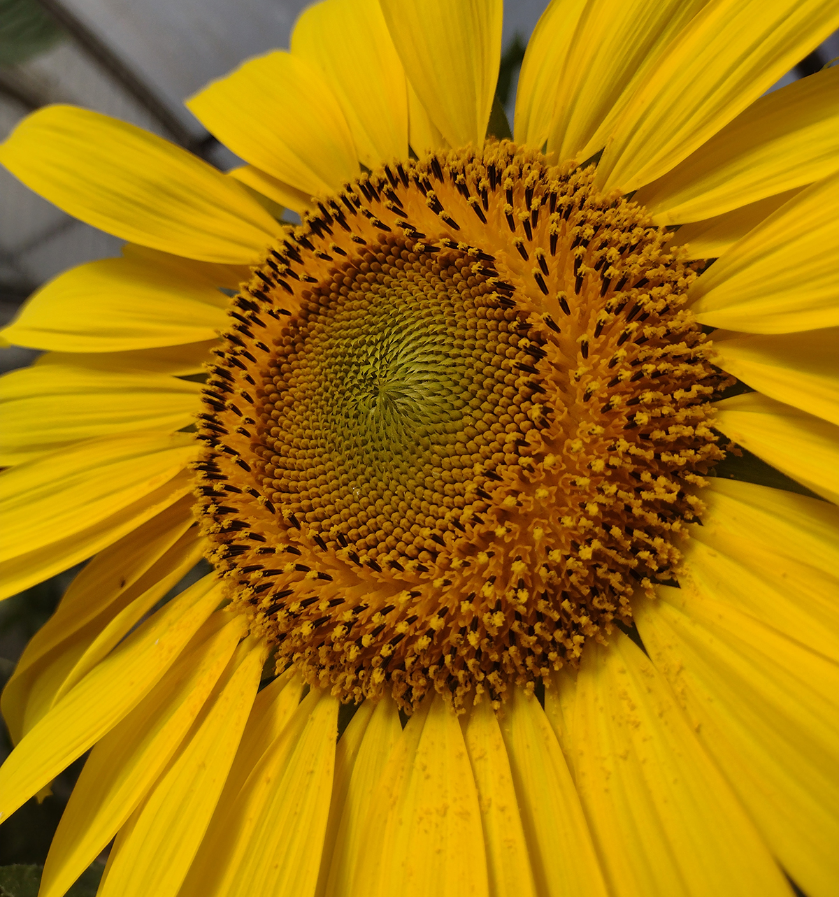 Hybrid oilseed sunflower in bloom. Photo courtesy of Chase Mason, University of British Columbia Okanagan. 