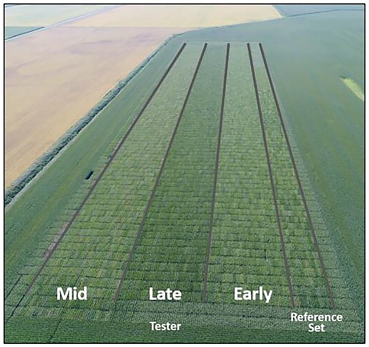 One field location of the Big BIT experiment. Pictured is each tester set in addition to the reference set. Approximately 2,500 maize lines were crossed with one of each tester set (an inbred line that matures relatively early, mid, or late) to assess more than 7,600 hybrid combinations for different agronomic and harvest traits. Photo courtesy of Corteva Agriscience.