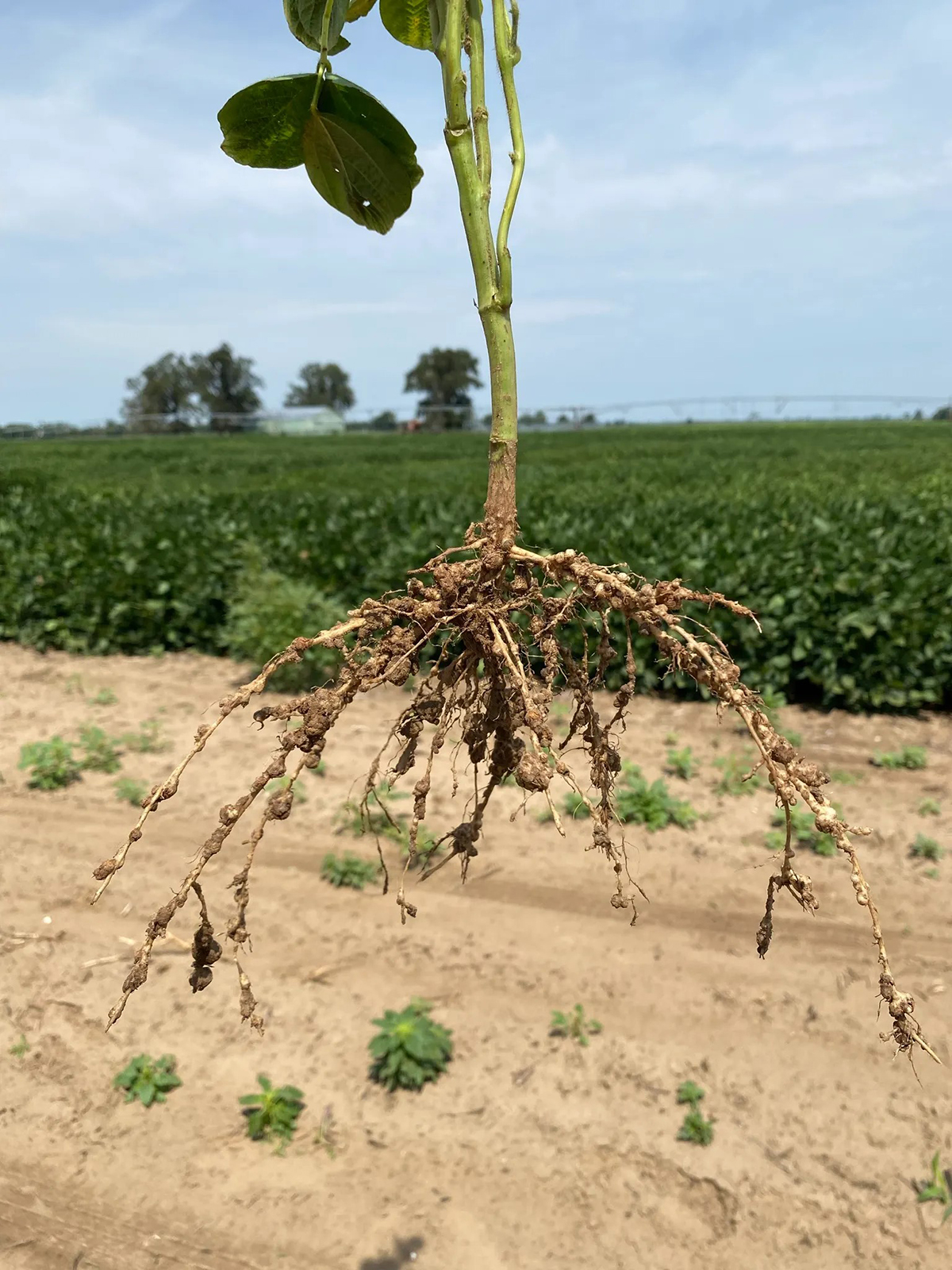 Development of galls in soybean roots caused by southern root-knot nematode. Photo courtesy of Caio Canella Vieira, University of Arkansas.