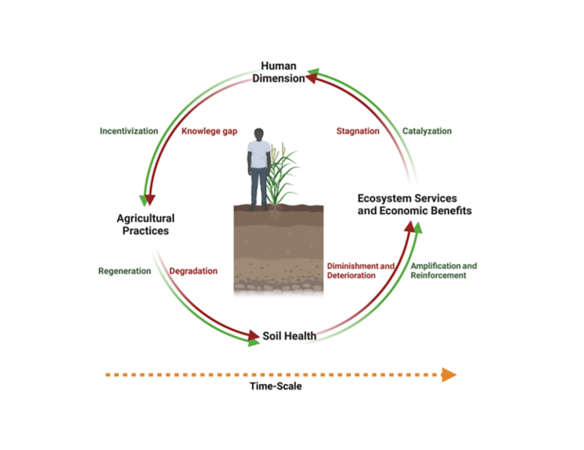 The soil health cycle—the feedback cycle in soil health management.