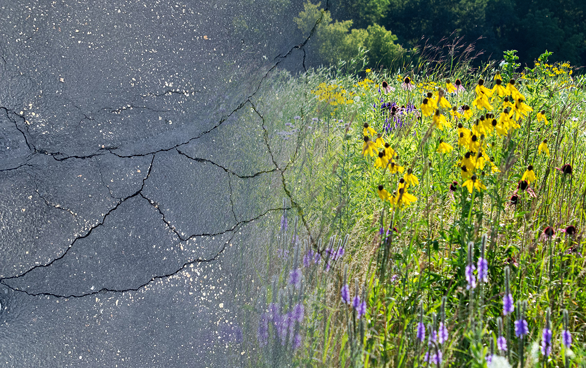 The outside landscape surrounding the Societies’ headquarters is getting transformed from pavement to a prairie. Photos courtesy of Alison Jennings (pavement, left) and Adobe Stock (Waukesha County meadow, right).