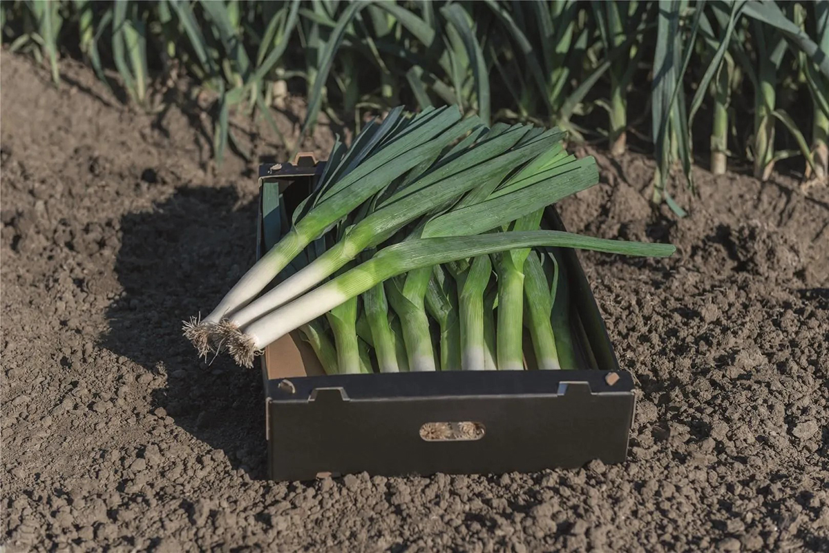 Researchers at Wageningen University produced a leek reference genome that can be used to improve the effectiveness of breeding efforts and result in more resilient varieties. Photo courtesy of Bejo Zaden B.V.
