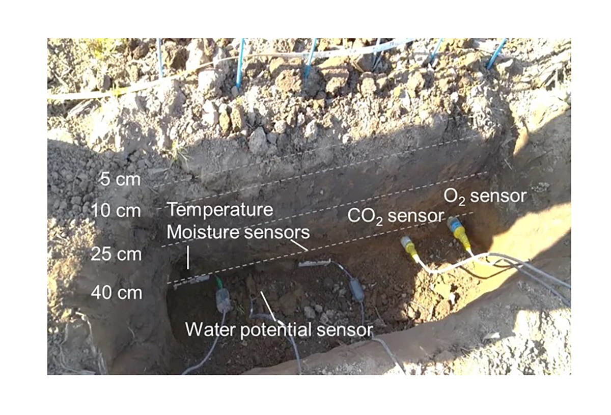 Field installation of soil sensors used in the study. Monitoring of CO₂, O₂, soil moisture, temperature, and water potential was done at multiple depths in a basalt-amended soybean field. Photo courtesy of Yan Zhu.