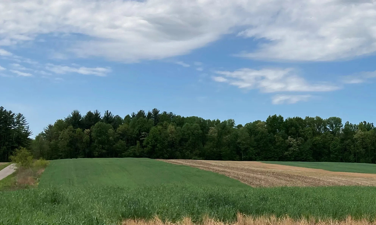 Field plots in southeastern Indiana with cereal rye cover crops (green) growing alongside plots without cover crops in a no-till corn–soybean system. Photo courtesy of Yichao Rui, Purdue University.