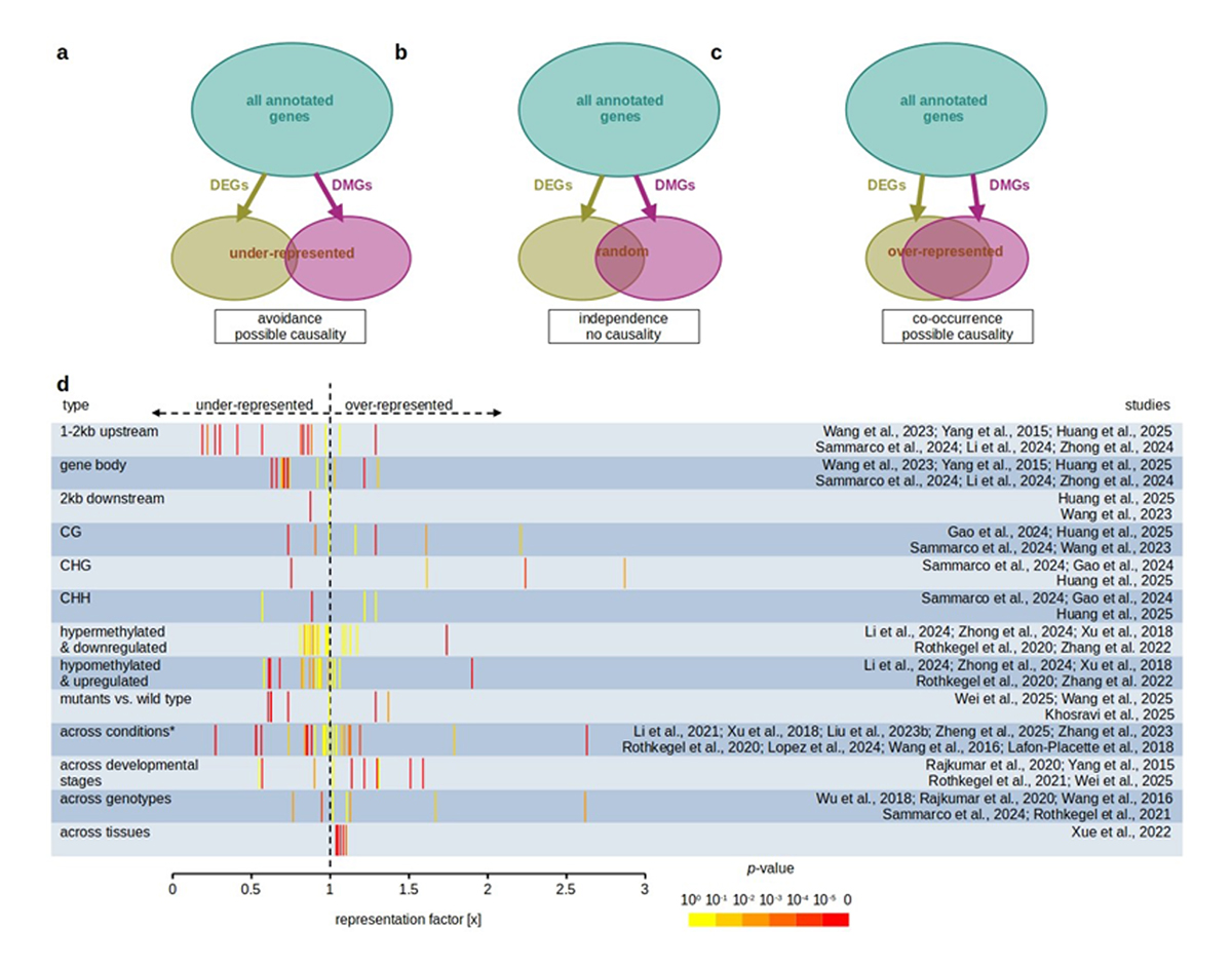 Theoretical and empirical outcomes of comparisons between sets of differentially expressed genes (DEGs) and differentially methylated genes (DMGs). The statistical significance of the intersection of these sets was assessed by a hypergeometric test. Image courtesy of Peter Civan, French National Institute for Agricultural Research (INRAE).