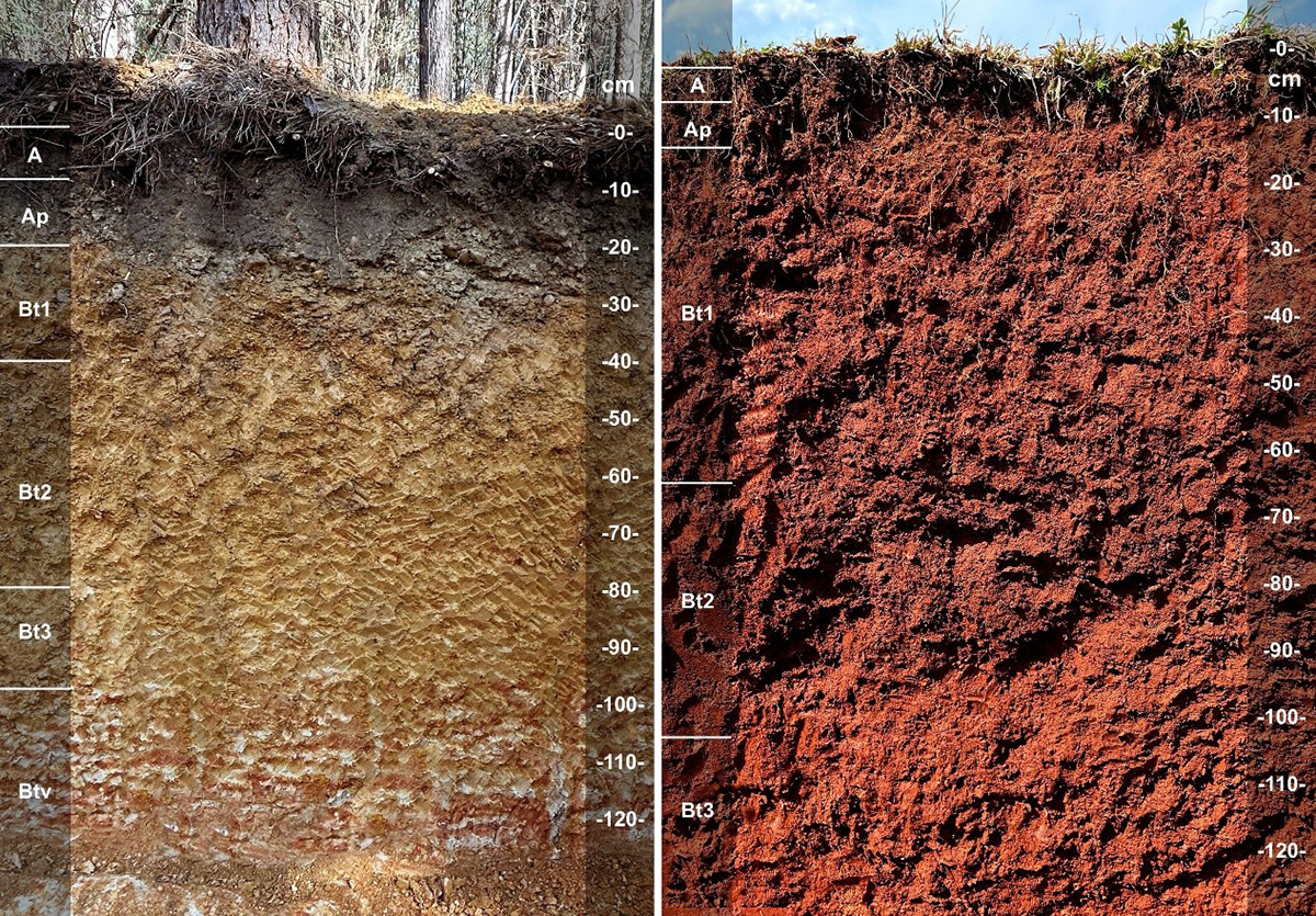 Figure 5. Example of plinthite formed in coastal plain fluviomarine sediments (Plinthic Hapludult, Varina Series Variant) and rhodic soil colors formed from mafic gabbro residuum (Rhodic Paleudalf, Coronaca Series). 