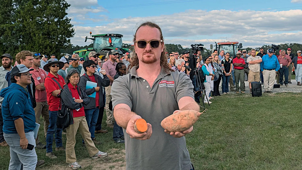 Dr. Simon Fraher holding a 'Covington' sweetpotato, the major U.S. sweetpotato cultivar. 'Covington' is resistant to Fusarium wilt disease and is widely known for its resistance to other pests and diseases, agronomic performance, and culinary quality. Photo courtesy of D'Lyn Ford, North Carolina State University.