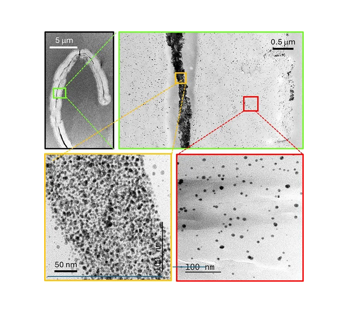 Transmission electron microscopy images of a cross-section of an immature cotton nanocomposite fiber at increasing magnifications. Top left: Overview of a single fiber. Top right, bottom left, and bottom right: High magnification views of the cotton lumen (yellow box) and the secondary cell wall (red box), showing a dense, high concentration of silver nanoparticles in the lumen and a lower concentration in the cell wall. Photo courtesy of Yang Mu, Louisiana State University.