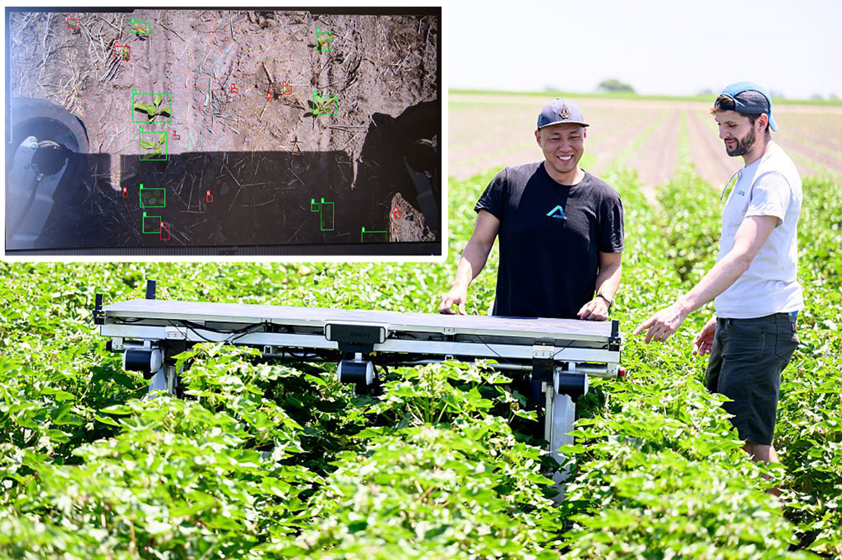 A solar-powered autonomous AI robot made by the company Aigen is used to distinguish crops from weeds in the field. Photo by Photo by JOSH EDELSON/AFP via Getty Images.
