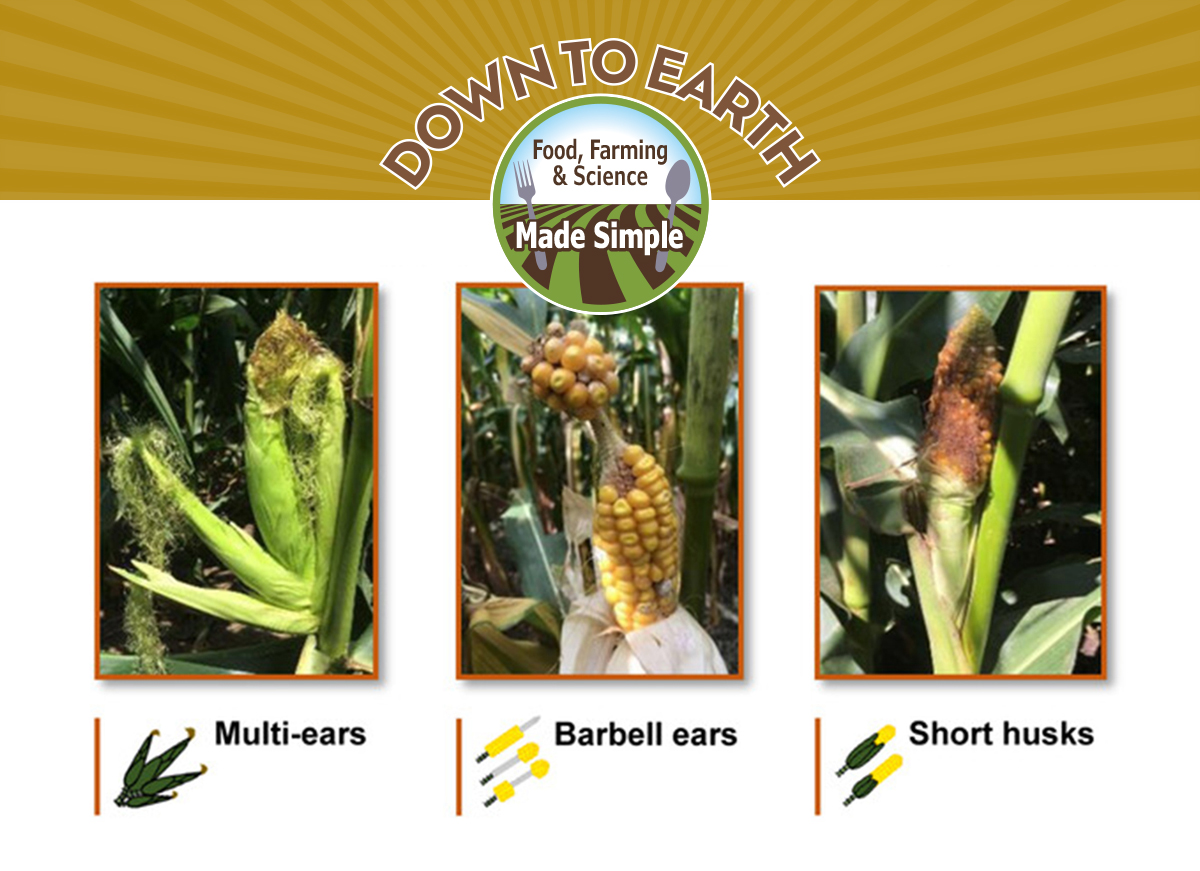 Corn ear abnormalities don’t just look ugly, they have lower yields. Abnormal corn ear types of recent concern include multiple ears on the same ear shank, short husks, and barbell ears. Image courtesy of Ortez et al. (2022a). 