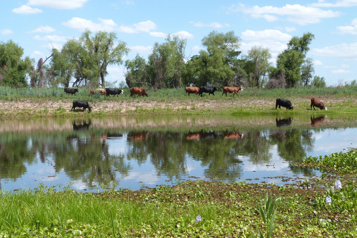 Cattle grazing in a floodplain wetland in Santa Fe, Argentina. Wetlands used by livestock can receive veterinary pharmaceuticals such as ivermectin through cattle dung. Photo by M. Cecilia Berón (INALI CONICET-UNL).