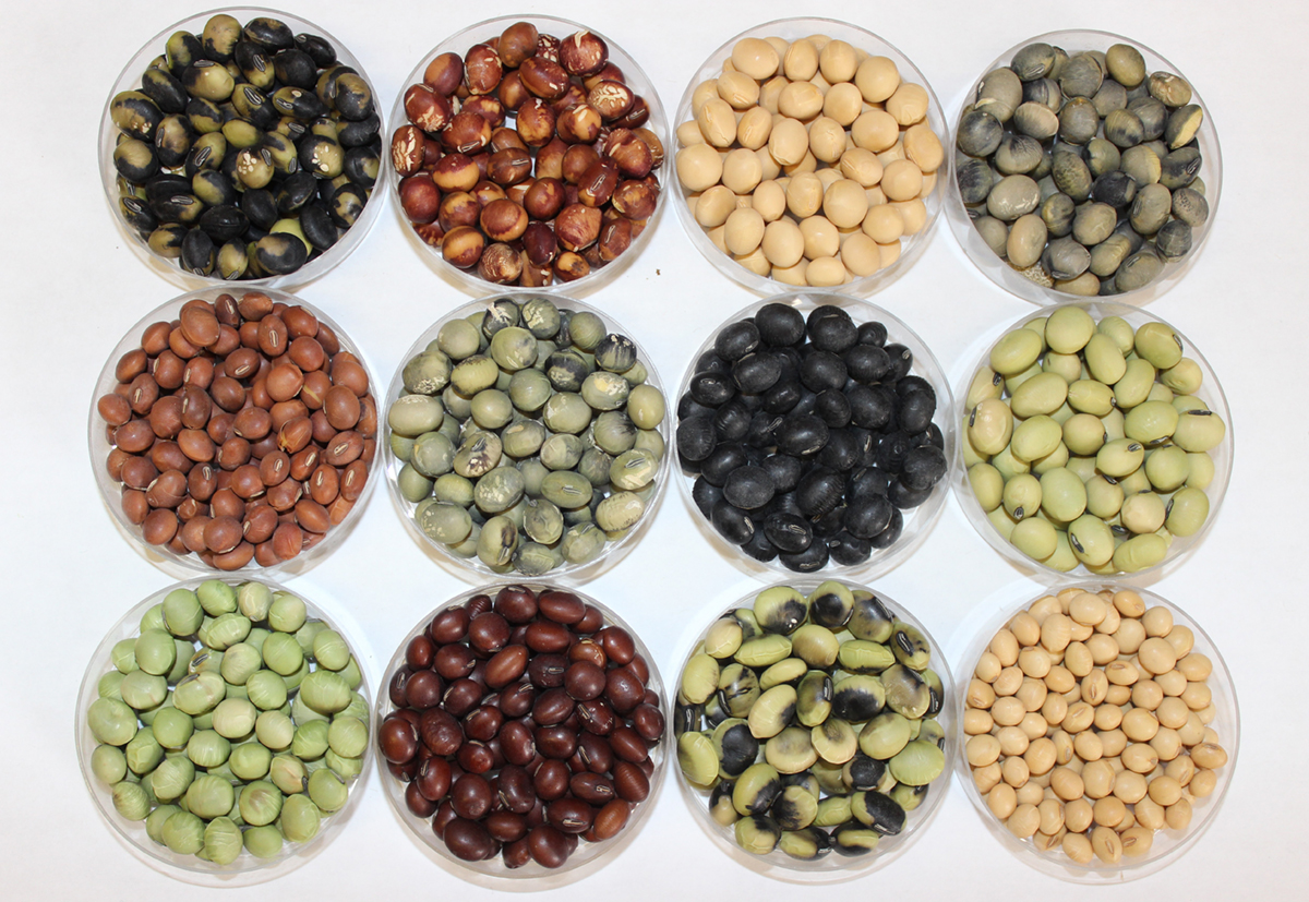 Representative diversity in seed size, shape, and seed coat color among large-seeded soybean accessions evaluated for edamame breeding. A conventional soybean accession is shown in the lower-right corner for comparison, highlighting the larger seed size of the edamame germplasm. Photo courtesy of Chengjun Wu, Rafael Marmo, and Caio Canella Vieira, University of Arkansas.