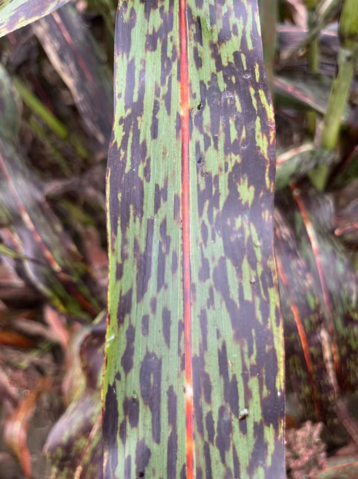A diseased sorghum plant. Photo courtesy of Xiaocui Chen. 