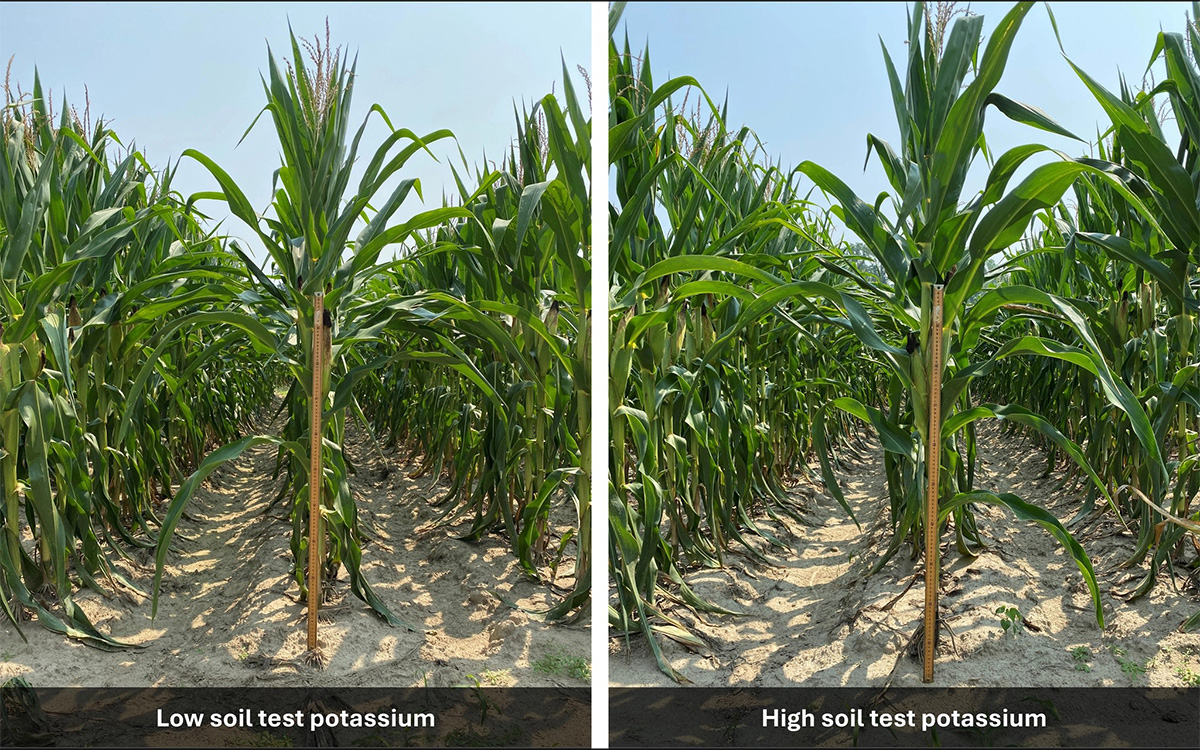 Representative corn plants grown under low (left) and high (right) soil-test potassium (K) conditions in a 41-year field trial on a Coastal Plain sandy loam soil in North Carolina. Despite contrasting long-term soil K management, plants exhibited similar overall growth, illustrating the limited visual response observed under conditions where K-bearing minerals continued to supply K. Photo courtesy of Dionata (John) Filippi, North Carolina State University. 