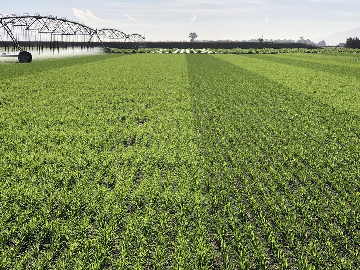 Cereal cover crops being irrigated. Photo courtesy of Eric Brennan, USDA–ARS. 