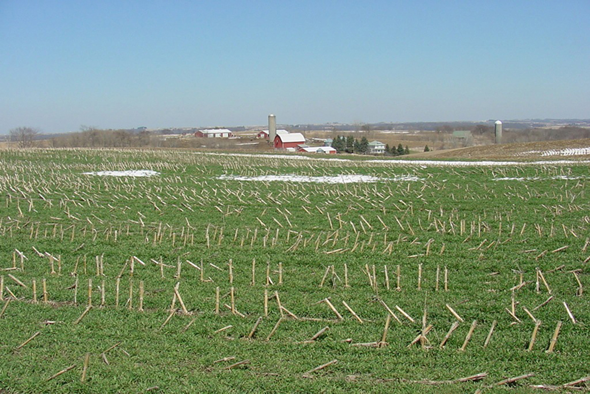 Winter rye crop in a no-till corn field in Iowa in the spring. Photo by Tom Kasper (USDA-ARS).