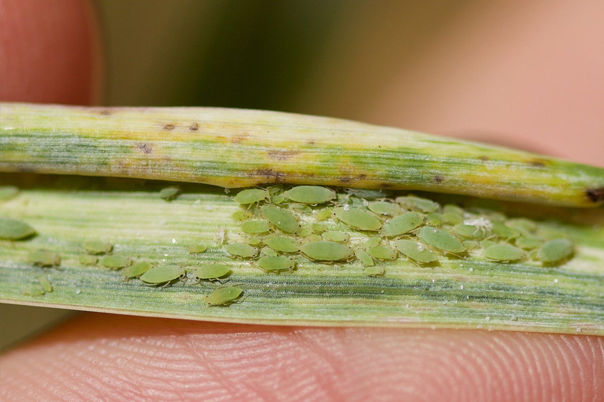 Aphids on a wheat leaf. Photo courtesy of Adobe Stock. 