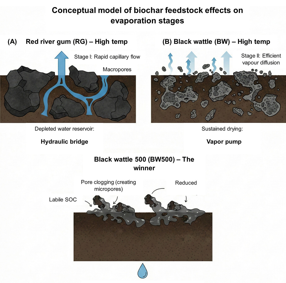 Conceptual model showing how different biochars affect water loss. High-temperature red river gum particles create fast water flow paths that increase early evaporation. High-temperature black wattle particles pull out more water vapor later. Low-temperature black wattle helps block water movement and conserves soil moisture. Image courtesy of Roeline van Schalkwyk and Ailsa G. Hardie, Stellenbosch University.