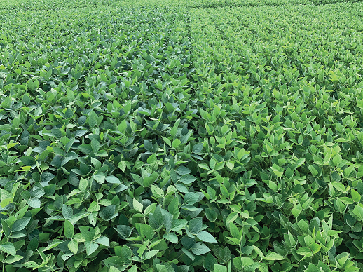 Soybeans with 20 lb sulfate sulfur per acre applied prior to emergence (left) and without S (right). Photo by Shaun Casteel, Purdue University.