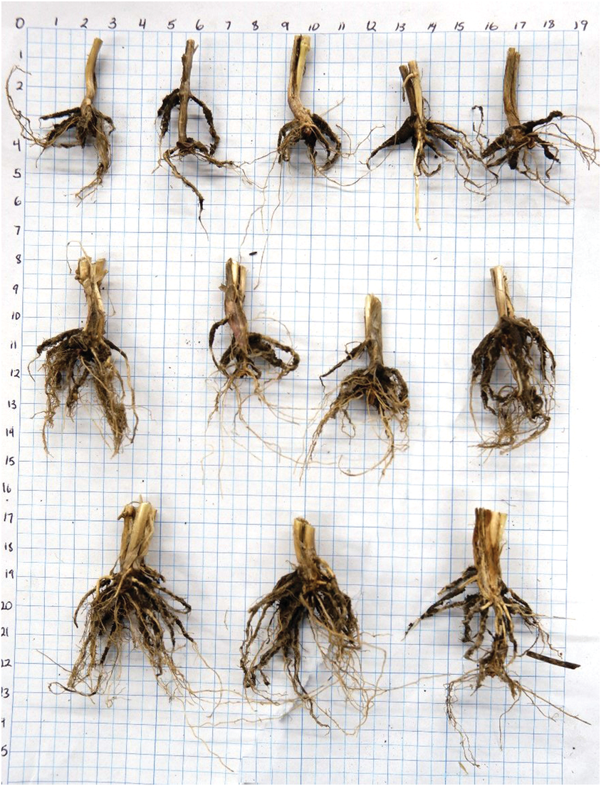 Figure 2. Structural root plate of wheat grown under high (35 plants/ft2), medium (25 plants/ft2), and low (15 plants/ft2) plant densities (top to bottom).