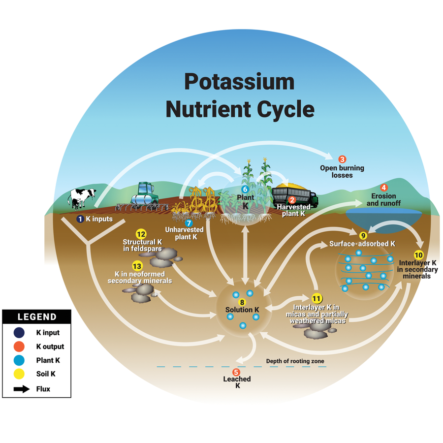 Figure 1. The potassium nutrient cycle, showing the major pools and flows of K in the soil–crop system (Source: Mikkelsen & Roberts, 2021).
