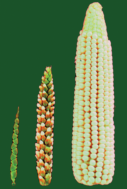 Wild forms of Zea mays are called teosinte. Over time, selective breeding modifies teosinte’s few fruitcases (left) into modern corn’s rows of exposed kernels (right). Pho- to courtesy of John Doebley and published under this license: https://creativecommons. org/licenses/by/2.5/deed.en.