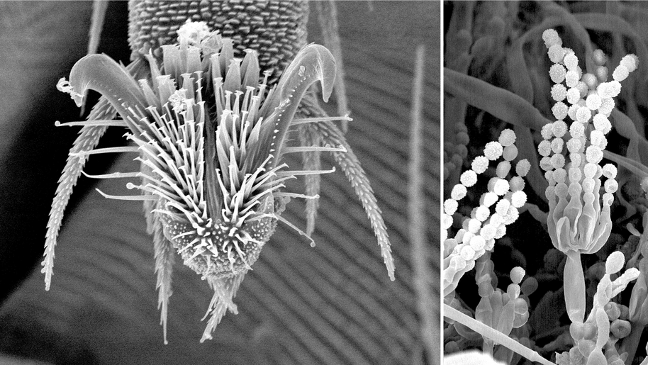 Each teaspoonful of healthy soil contains billions of soil microorganisms like the purple snout mite on the left and the soil fungus on the right. Photos courtesy of USDA-ARS, Elec- tron & Confocal Microscopy Unit, Beltsville, MD.