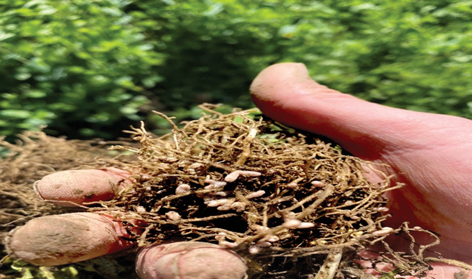 Figure 1. Winter peas cover crop roots with red nodules in the field indicating the N fixation process.